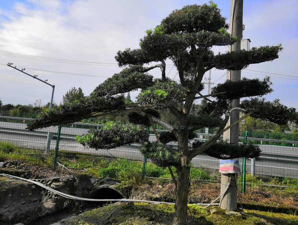 直杆罗汉松怎样造型最好看？