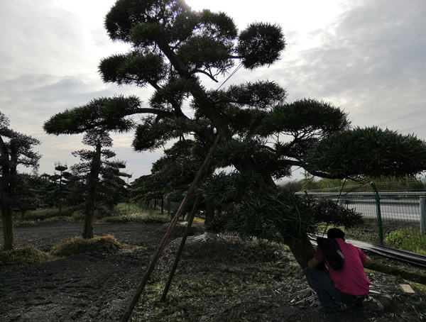 盆景罗汉松什么样的品种最好？