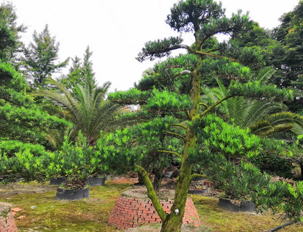 弯杆罗汉松怎么做造型？