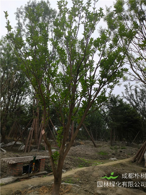 柚子树结的果实酸怎么解决？