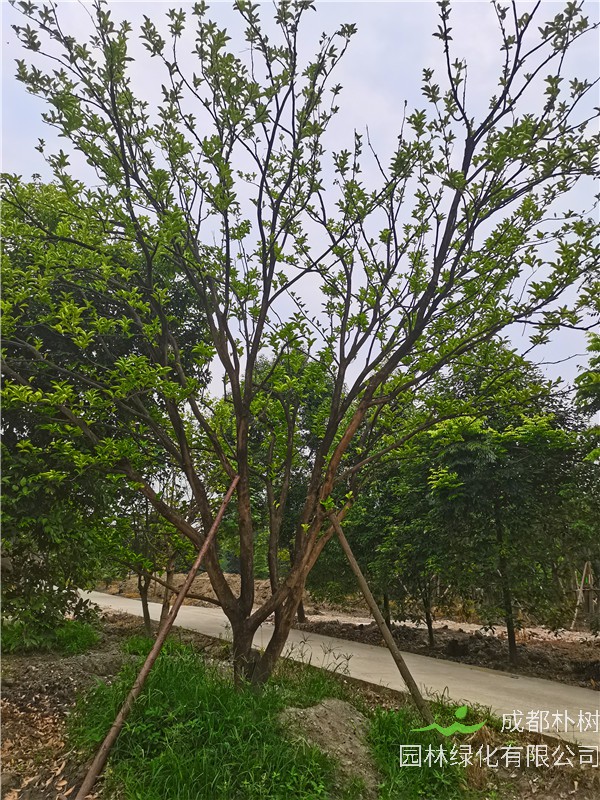 柚子树上有蚂蚁怎么办？