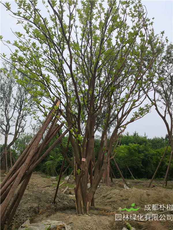 香泡树和柚子树如何区别？