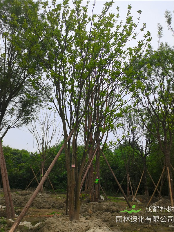 盆栽柚子树太高怎么办？