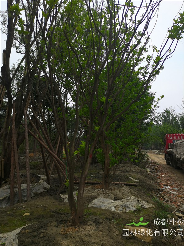 柚子树有什么虫？柚子树叶什么样？