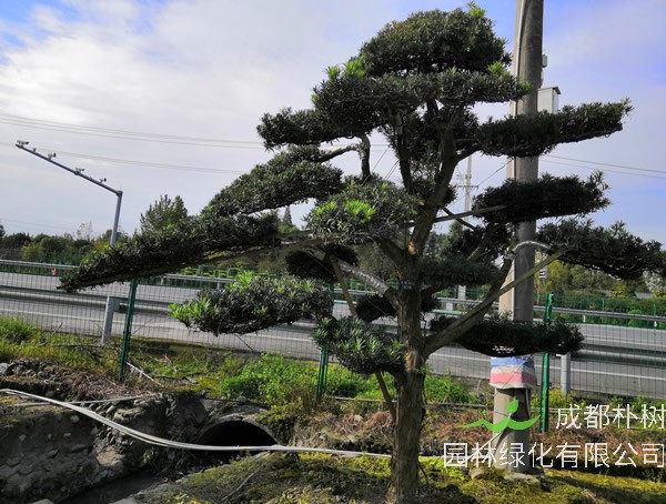 直杆罗汉松怎样造型最好看？