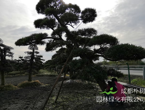 盆景罗汉松什么样的品种最好？