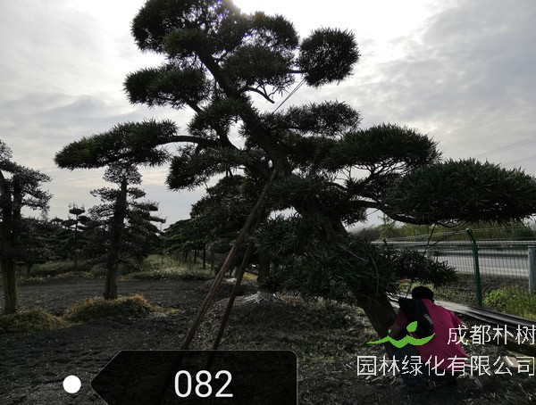 米叶罗汉松的养殖方法和注意事项有哪些？