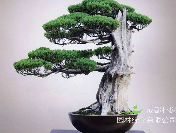 龙柏盆景放家中好不好？