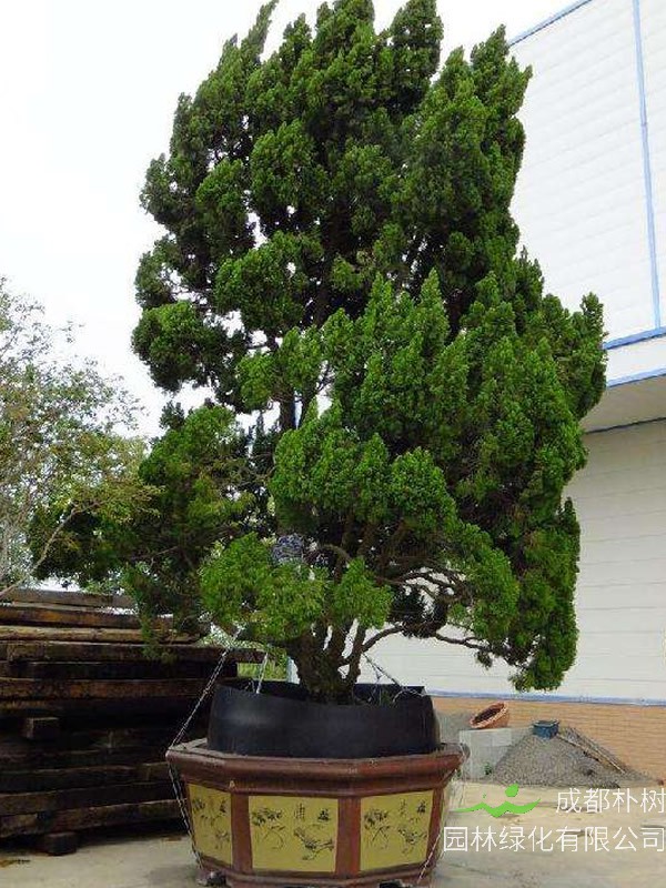 龙柏盆景如何养护最好看？