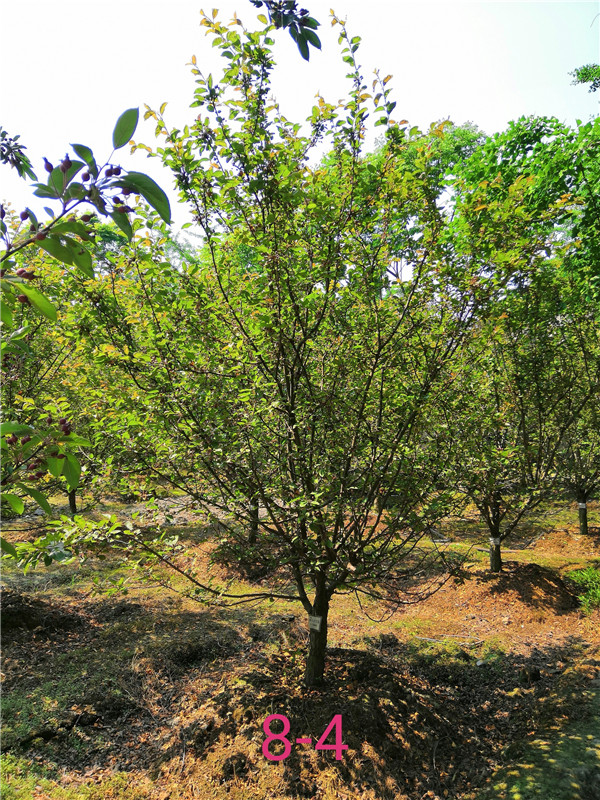 北美海棠树虫害怎么办？北美海棠种子如何处理？
