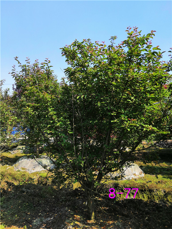 北美海棠和樱花如何区分？