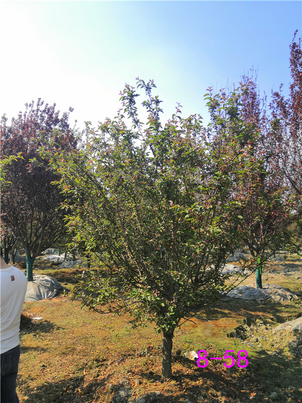 北美海棠果什么味道？北美海棠叶为什么发黄？