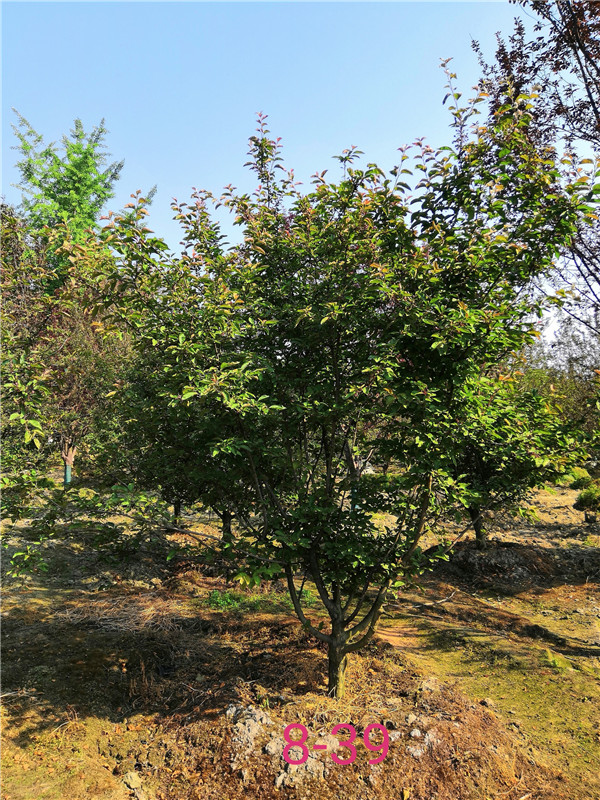 北美海棠和红枫哪个价值高？