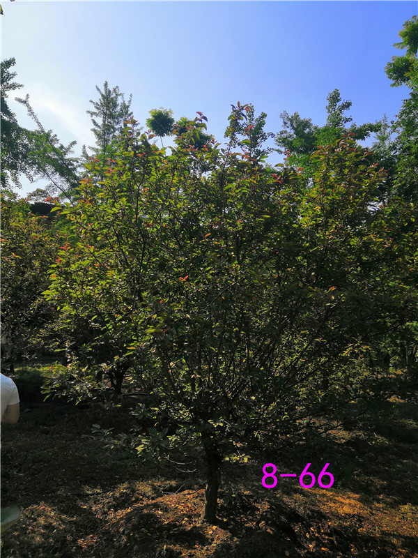 北美海棠花败了怎么办？绚丽海棠与北美海棠区别是什么？