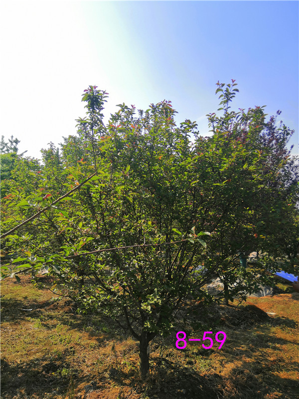 北美海棠盆景冬天怎么养？北美海棠盆栽夏天怎么养？