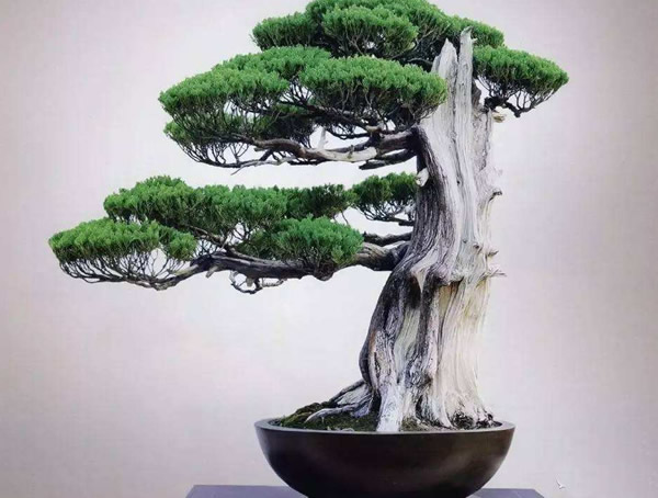 龙柏盆景放家中好不好？