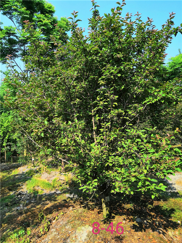 北美海棠有哪些品种？北美海棠品种有哪些价值？