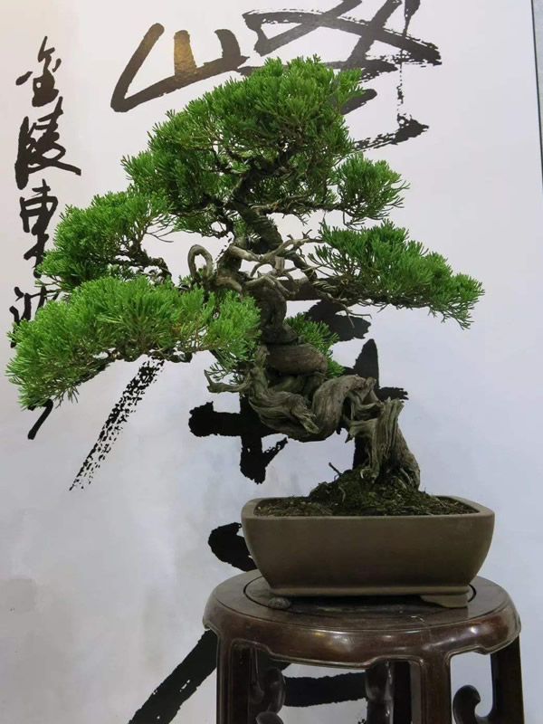 龙柏盆景如何修剪？