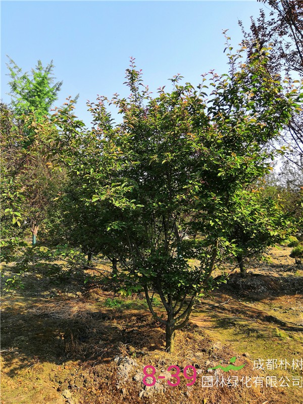 北美海棠和红枫哪个价值高？