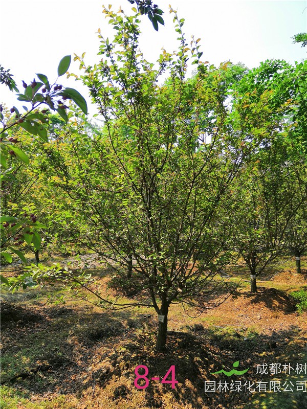 北美海棠树虫害怎么办？北美海棠种子如何处理？
