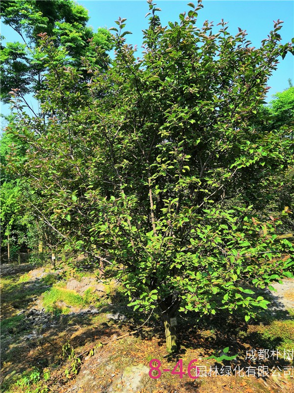 北美海棠有哪些品种？北美海棠品种有哪些价值？