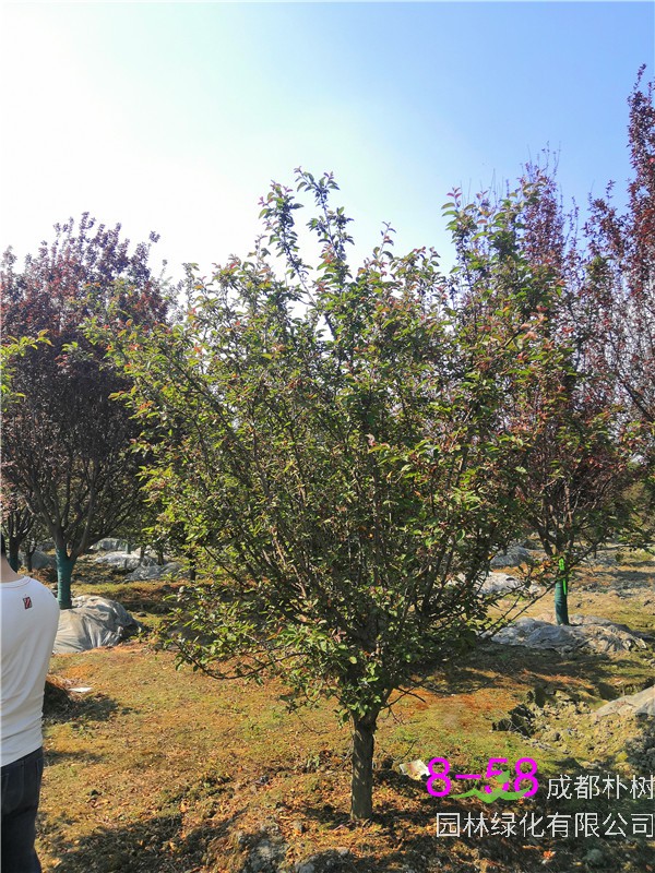 北美海棠果什么味道？北美海棠叶为什么发黄？