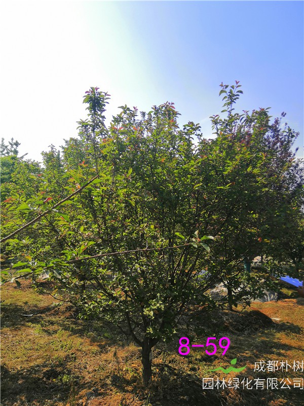 北美海棠盆景冬天怎么养？北美海棠盆栽夏天怎么养？