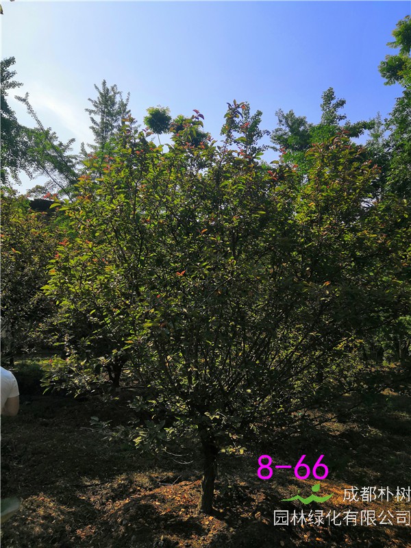 北美海棠花败了怎么办？绚丽海棠与北美海棠区别是什么？