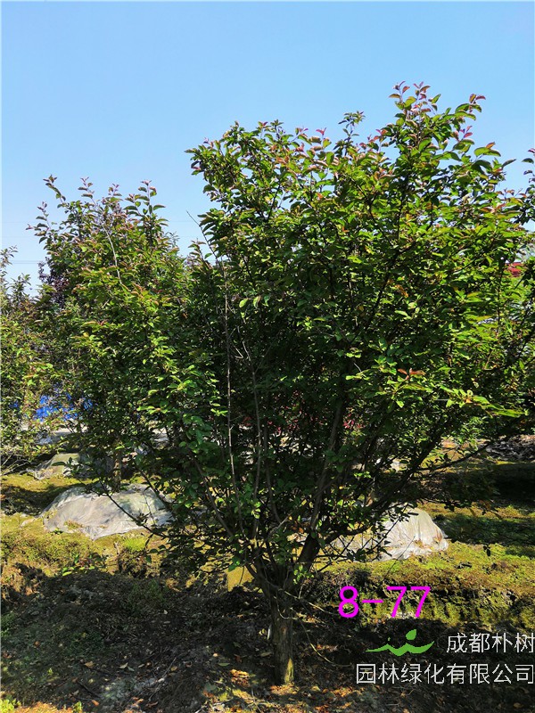 北美海棠和樱花如何区分？