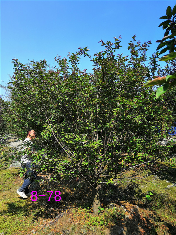 北美海棠花期有多久？