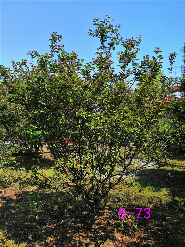 如何区分日本海棠和北美海棠？