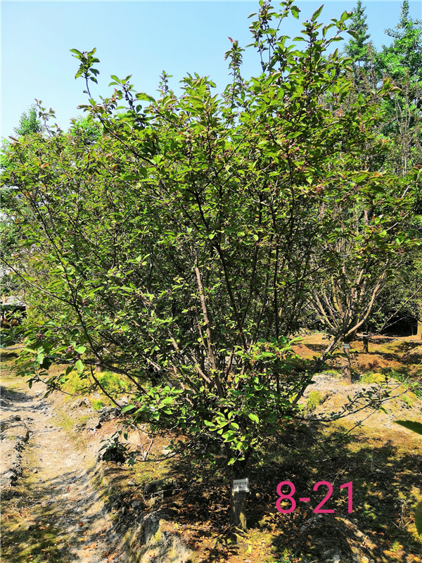 榆叶梅和北美海棠哪个好？