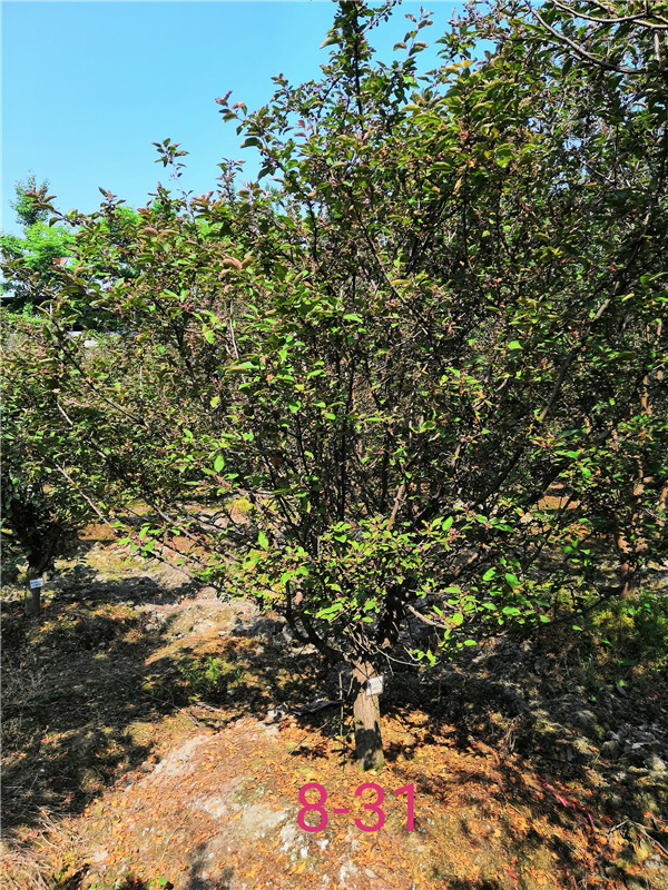 北美海棠哪个品种做行道树好？