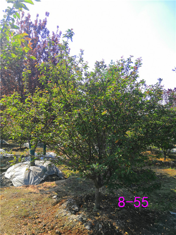 北美海棠盆栽用什么土？北美海棠施什么肥？北美海棠是什么树？