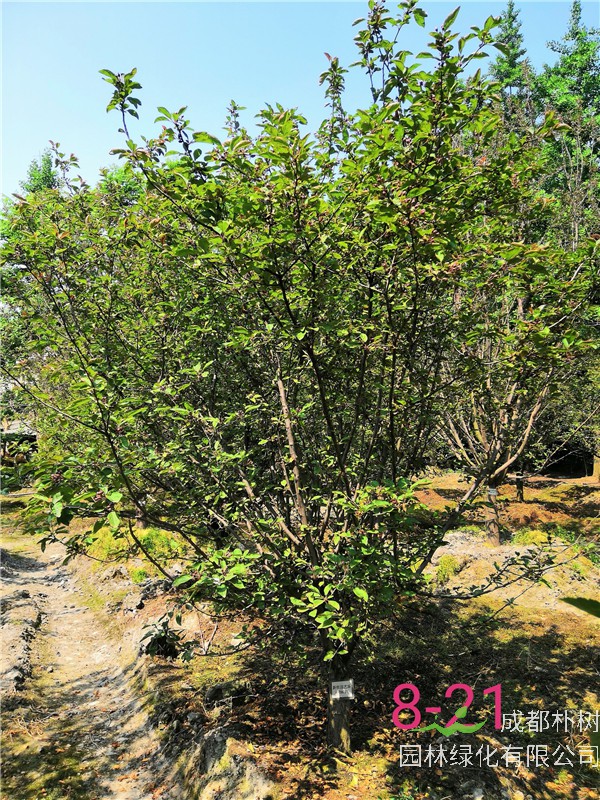 榆叶梅和北美海棠哪个好？