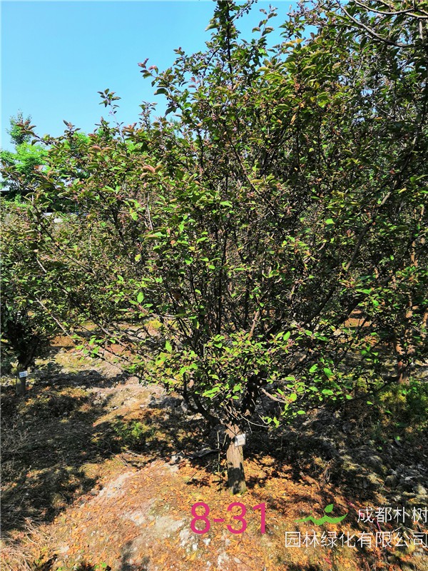 北美海棠哪个品种做行道树好？