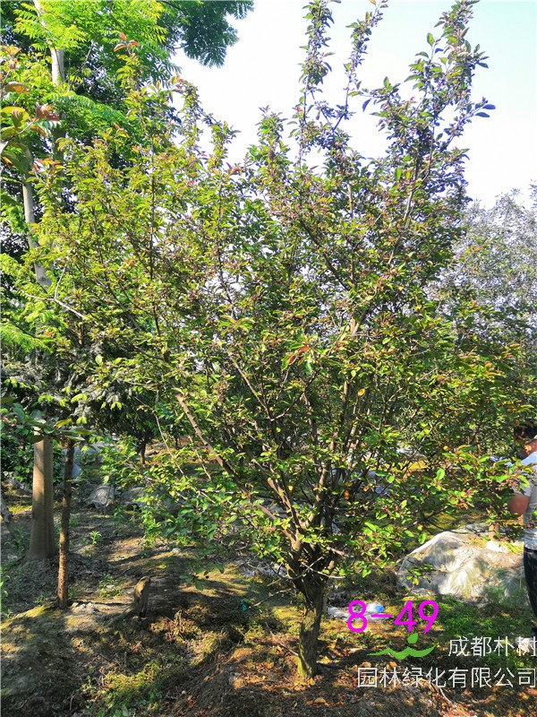 垂丝海棠和北美海棠哪个好？