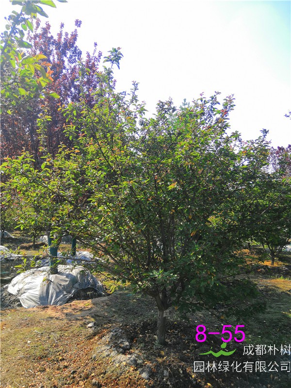 北美海棠盆栽用什么土？北美海棠施什么肥？北美海棠是什么树？