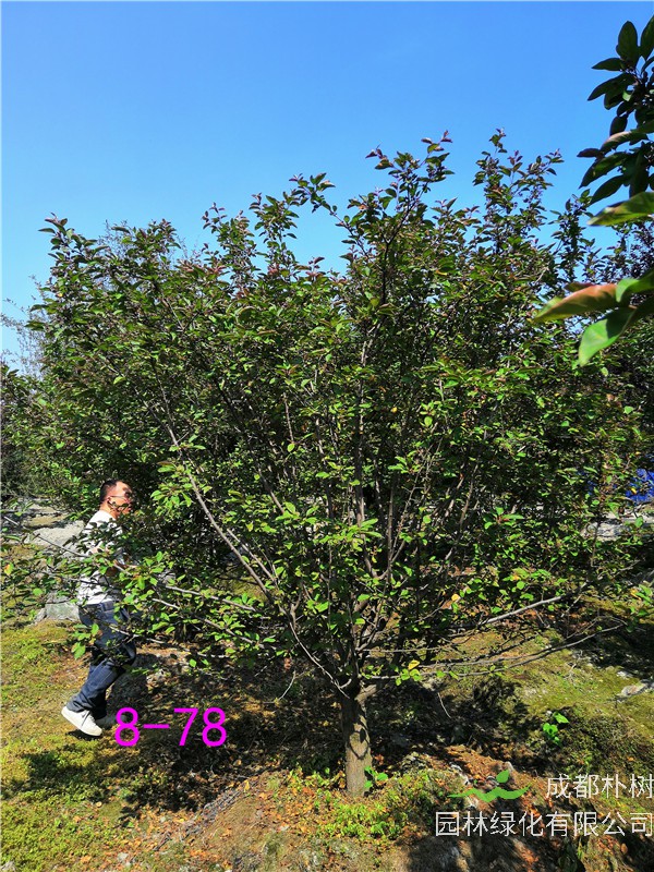 北美海棠花期有多久？