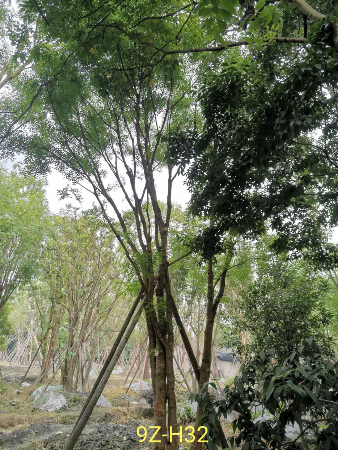 丛生黄连木最喜欢什么肥料？丛生黄连木的特点是什么？