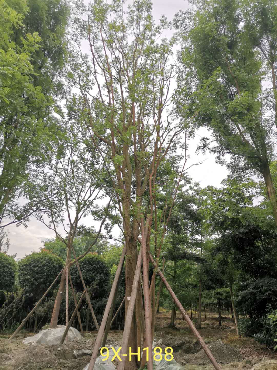 丛生黄连木栽培养护技术是怎么样的？