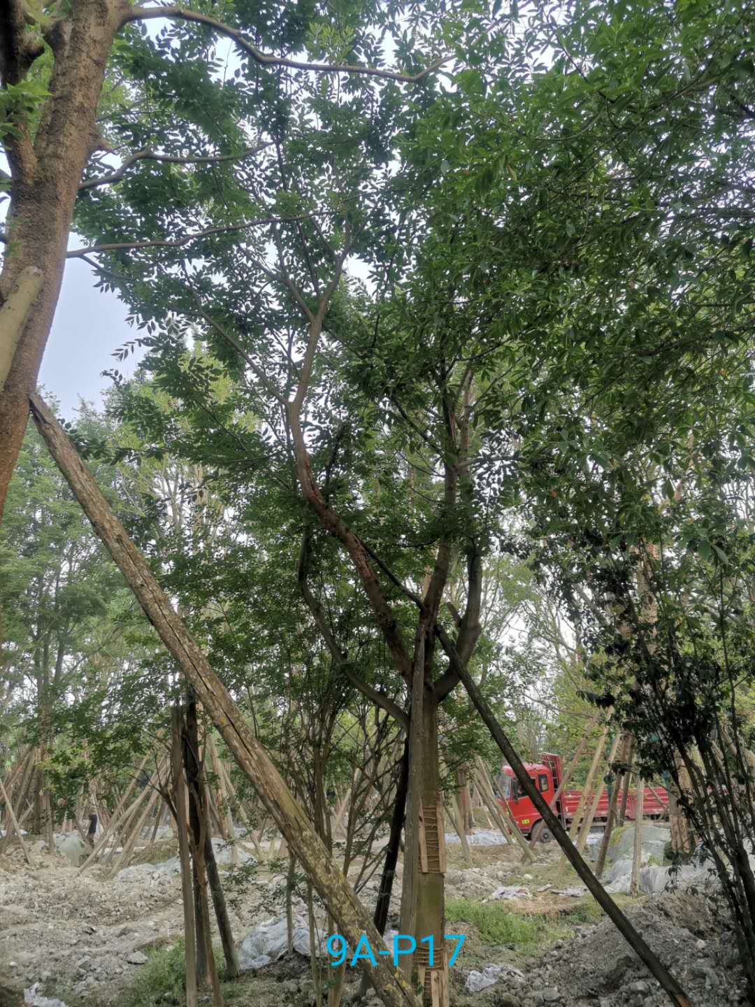 朴树怎么种植？朴树怎么修剪？