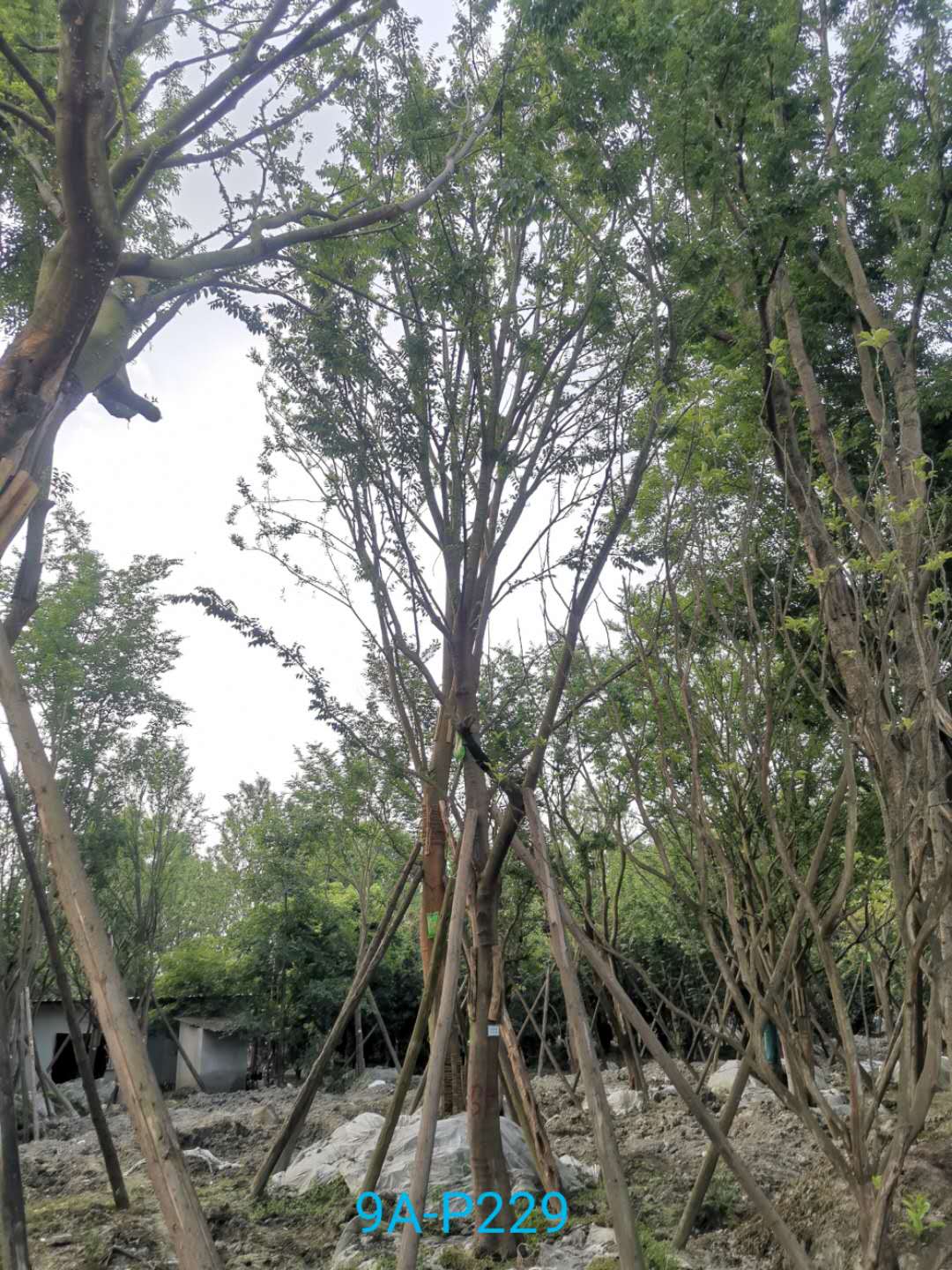 朴树怎么繁育？榉树 榆树 朴树怎么区分？