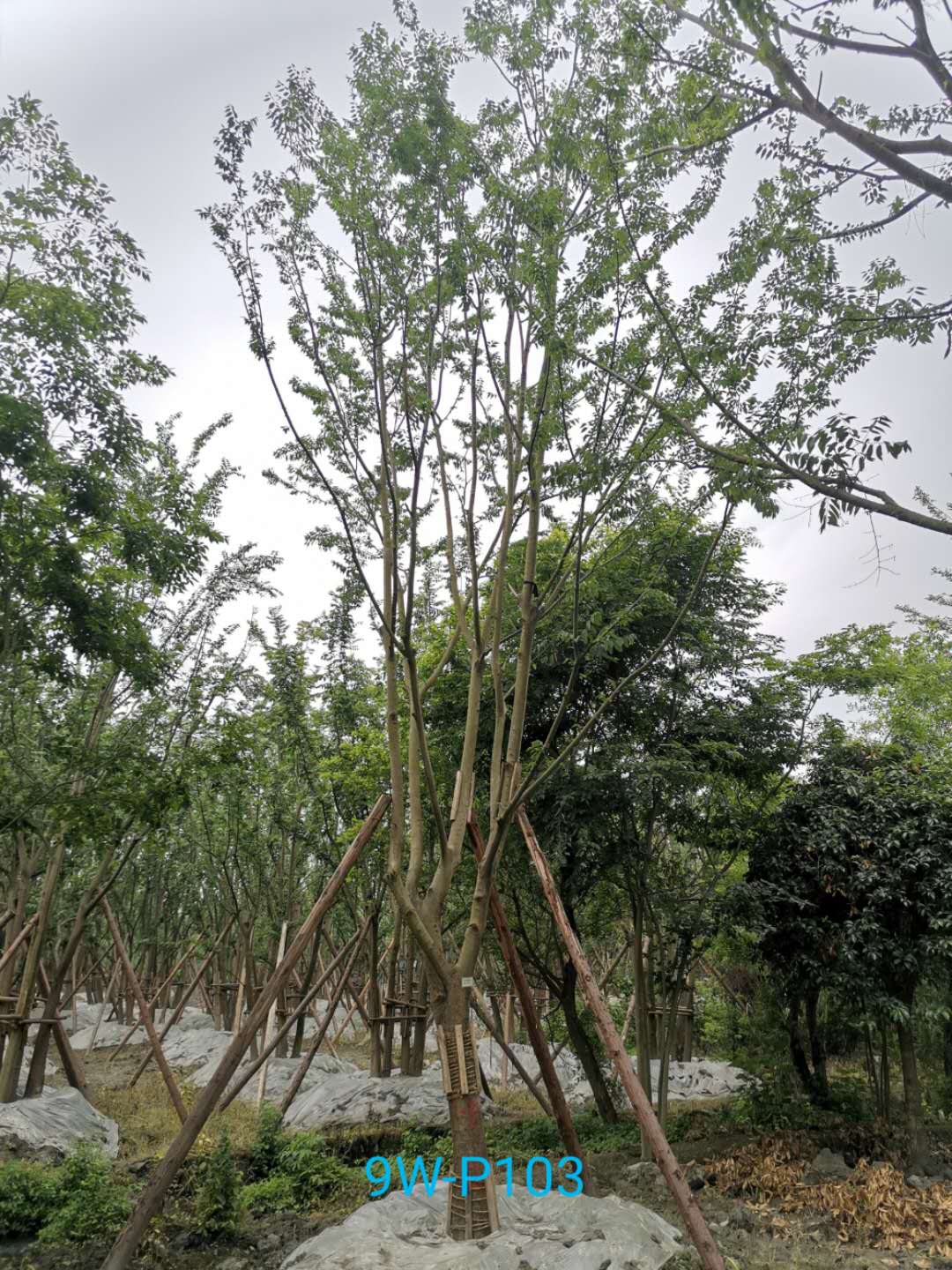 朴树有什么用？