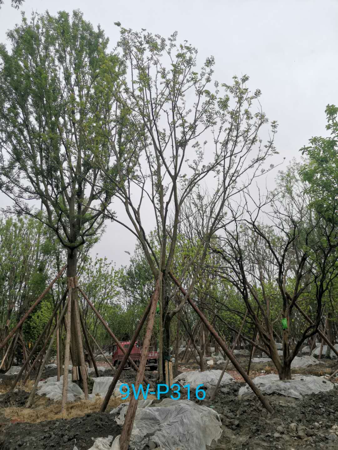 朴树和榉树有什么区别？