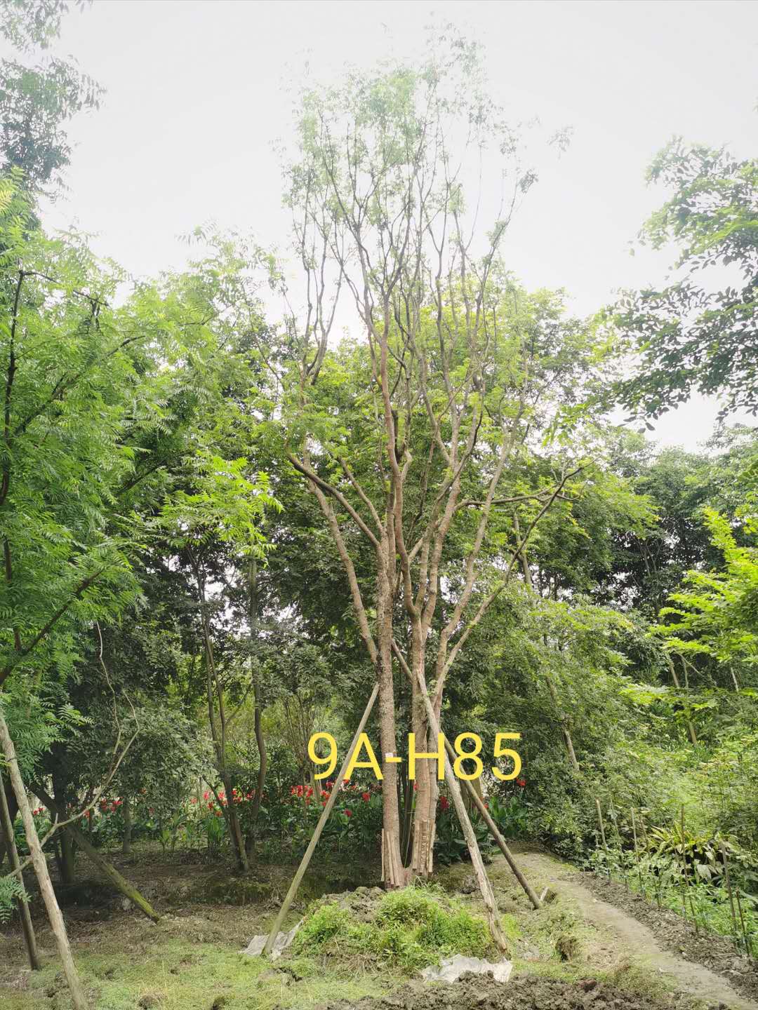 丛生黄连木是什么植物？