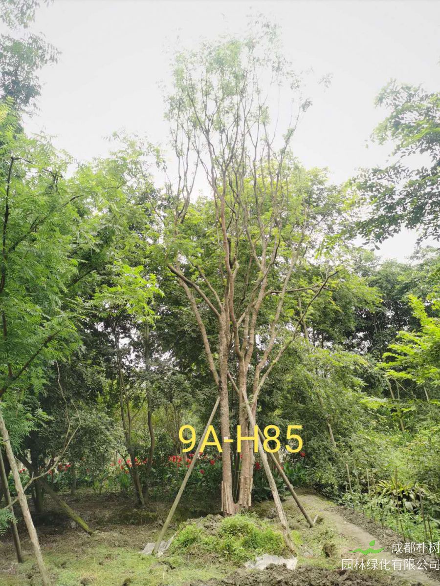 丛生黄连木是什么植物？