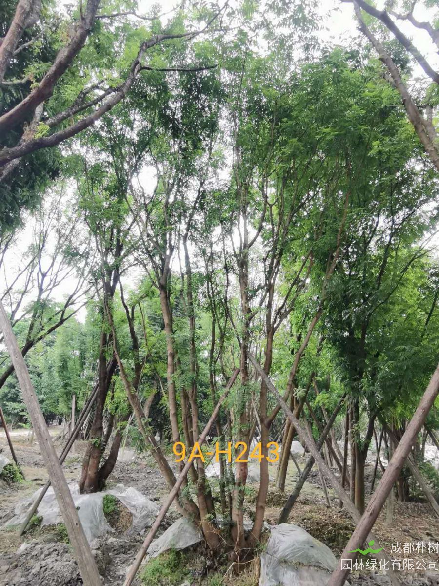 丛生黄连木适合种什么地方？