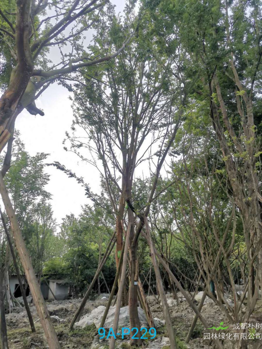 朴树怎么繁育？榉树 榆树 朴树怎么区分？