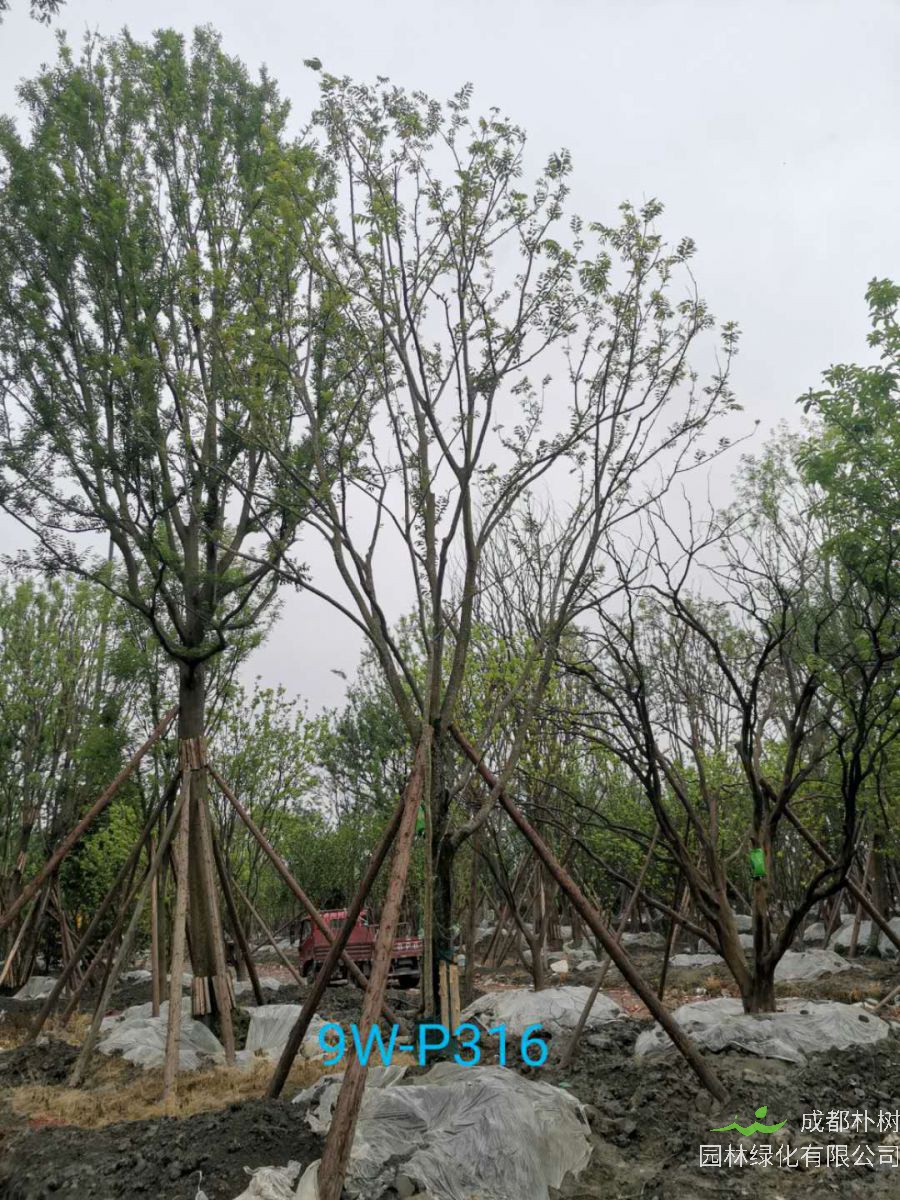 朴树和榉树有什么区别？